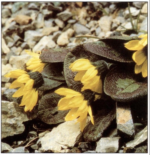 Cremanthodium purpureifolium